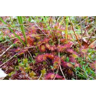 Ronde zonnedauw extract  (Drosera rotundifolia)
