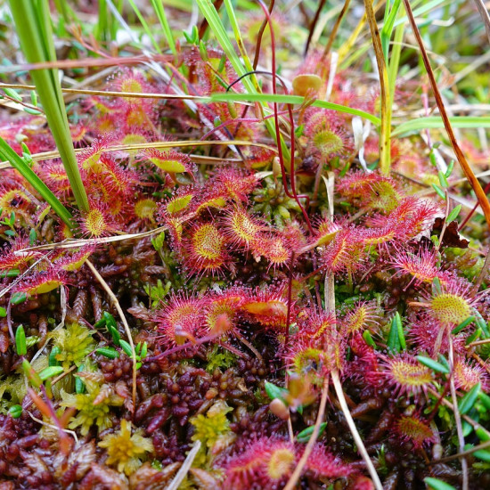 Ronde zonnedauw extract  (Drosera rotundifolia)