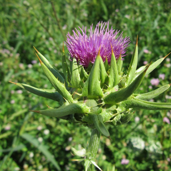 Mariadisteltinctuur (Silybum marianum - Carduus marianus) 