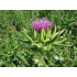 Mariadisteltinctuur (Silybum marianum - Carduus marianus) 