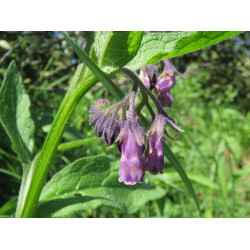 Smeerworteltinctuur  (Symphytum officinalis)