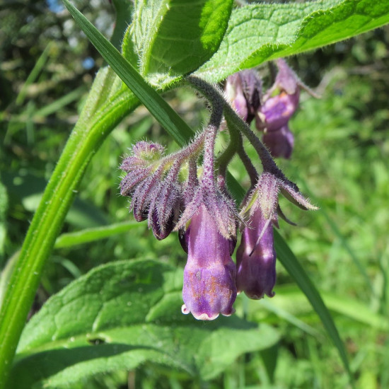 Smeerworteltinctuur  (Symphytum officinalis)