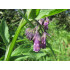 Smeerworteltinctuur  (Symphytum officinalis)