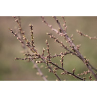 Zwarte bes Gemmo tinctuur (Ribes nigrum) 