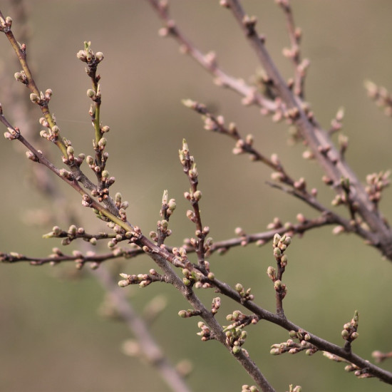 Zwarte bes Gemmo tinctuur (Ribes nigrum) 