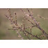 Zwarte bes Gemmo tinctuur (Ribes nigrum) 
