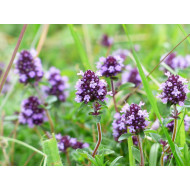 Tijmextract  (Thymus vulgaris)