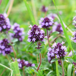 Tijmextract  (Thymus vulgaris)