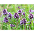 Tijmextract  (Thymus vulgaris)