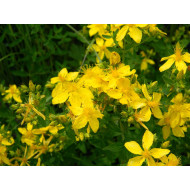 Sint-janskruidtinctuur (Hypericum perforatum)
