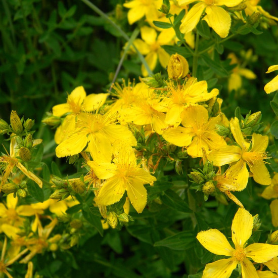 Sint-janskruidtinctuur (Hypericum perforatum)