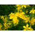 Sint-janskruidtinctuur (Hypericum perforatum)