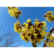 Toverhazelaartinctuur (Hamamelis virginiana)