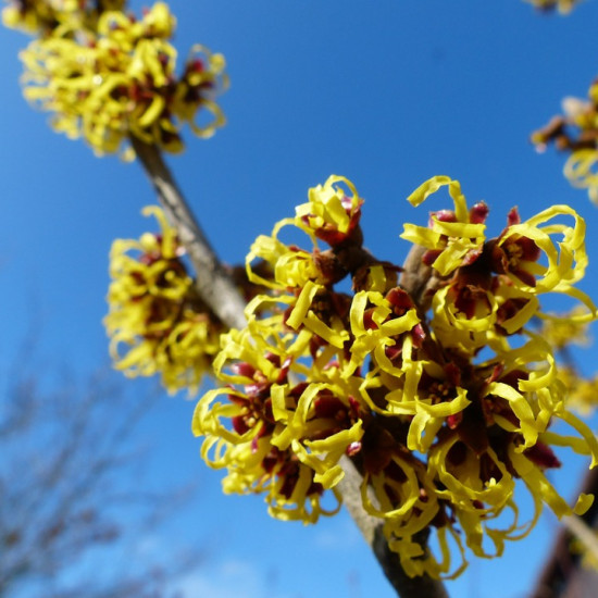 Toverhazelaartinctuur (Hamamelis virginiana)