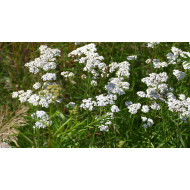 Duizendbladtinctuur  (Achillea millefolium)