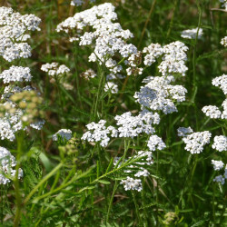 Duizendbladtinctuur  (Achillea millefolium)