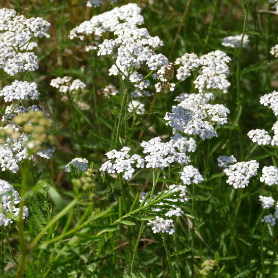 Duizendbladtinctuur  (Achillea millefolium)