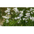 Duizendbladtinctuur  (Achillea millefolium)