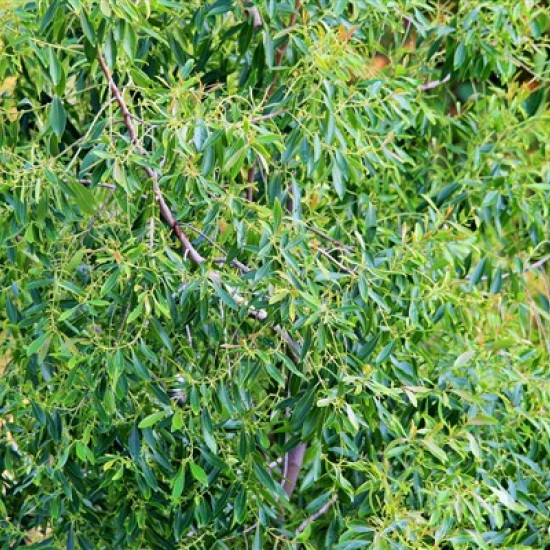 Tea tree olie (Melaleuca alternifolia)