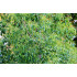 Tea tree olie (Melaleuca alternifolia)