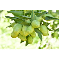 Jojoba-olie (Simmondsia chinensis oil) 