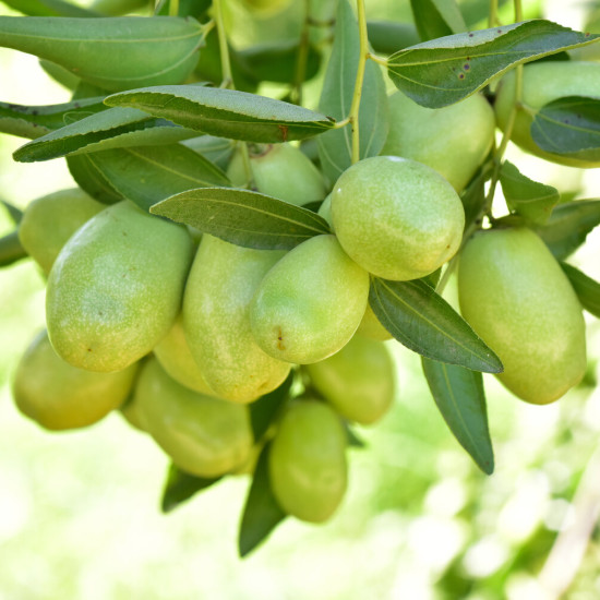 Jojoba-olie (Simmondsia chinensis oil) 