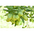 Jojoba-olie (Simmondsia chinensis oil) 