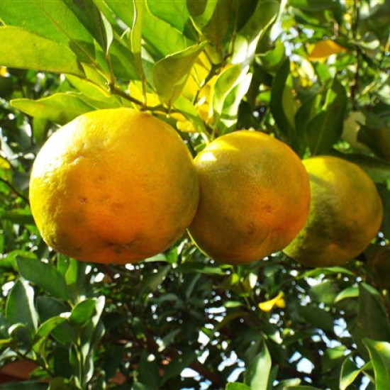 Bergamotolie (Citrus bergamia)