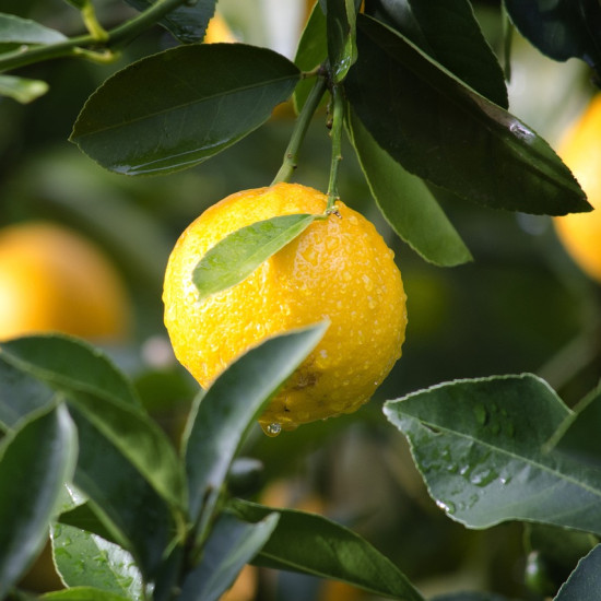 Citroenolie (Citrus limonum)