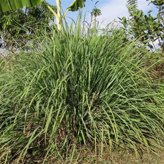 Citroengrasolie (Cymbopogon citratus)