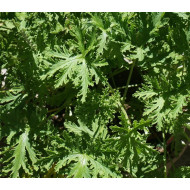 Citronella olie (Cymbopogon nardus)