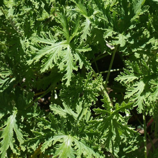 Citronella olie (Cymbopogon nardus)