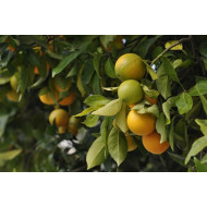 Sinaasappelolie (Citrus sinensis)