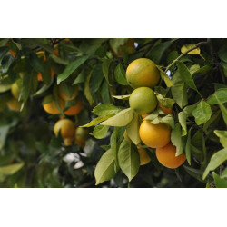 Sinaasappelolie (Citrus sinensis)