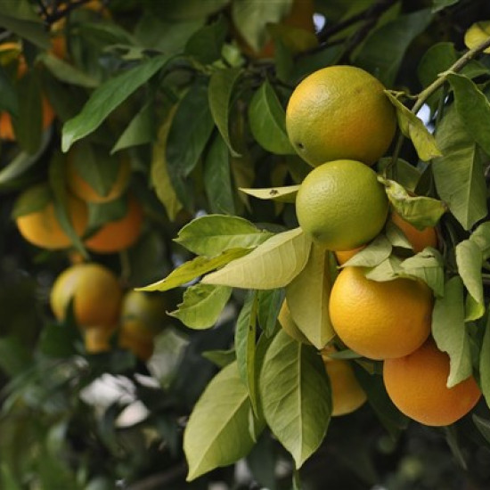 Sinaasappelolie (Citrus sinensis)