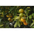 Sinaasappelolie (Citrus sinensis)