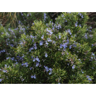 Rozemarijnolie (Rosmarinus officinalis)
