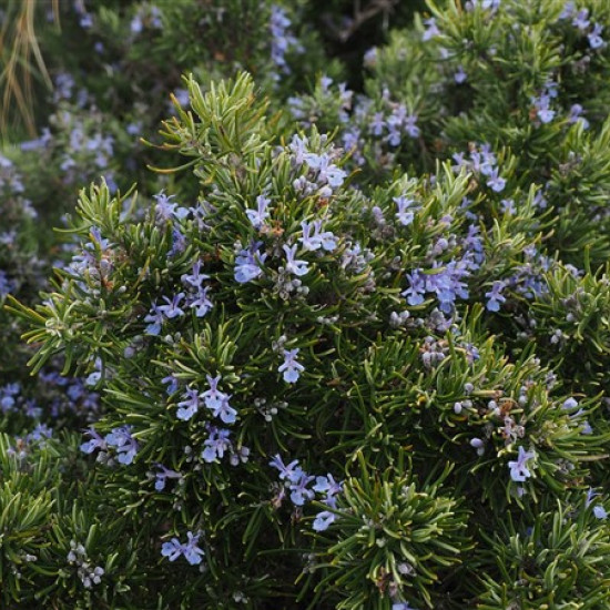 Rozemarijnolie (Rosmarinus officinalis)