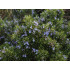 Rozemarijnolie (Rosmarinus officinalis)