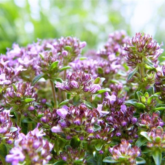 Tijmolie (Thymus vulgaris)