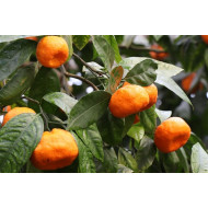 Mandarijnolie (Citrus reticulata)
