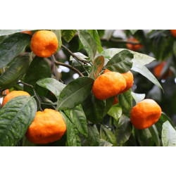 Mandarijnolie (Citrus reticulata)