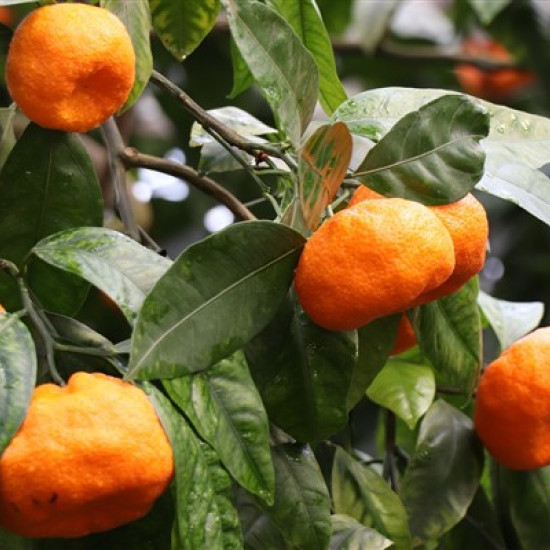 Mandarijnolie (Citrus reticulata)