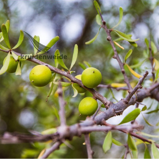 Arganolie (Argania spinosa oil)