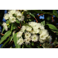 Eucalyptusolie (Eucalyptus globulus)