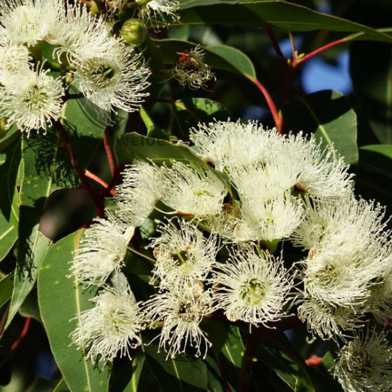 Eucalyptusolie (Eucalyptus globulus)