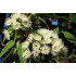 Eucalyptusolie (Eucalyptus globulus)