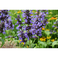 Lavendelolie BIO (Lavandula x hybrida clone super grosso) 