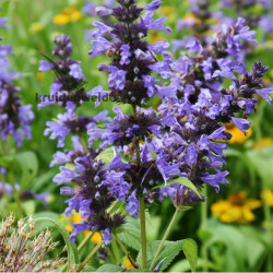 Lavendelolie BIO (Lavandula x hybrida clone super grosso) 