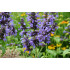 Lavendelolie BIO (Lavandula x hybrida clone super grosso) 